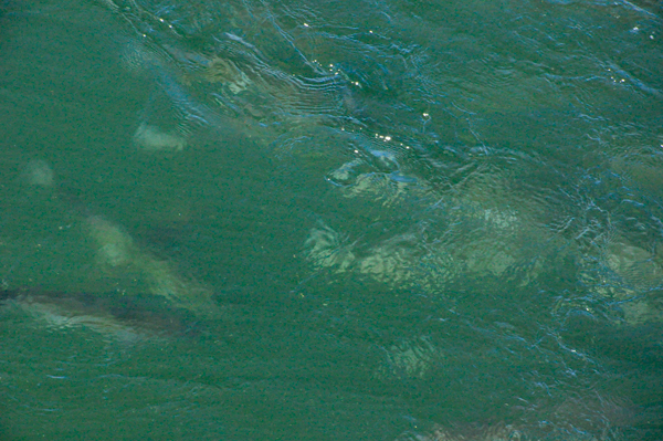 fish swimming